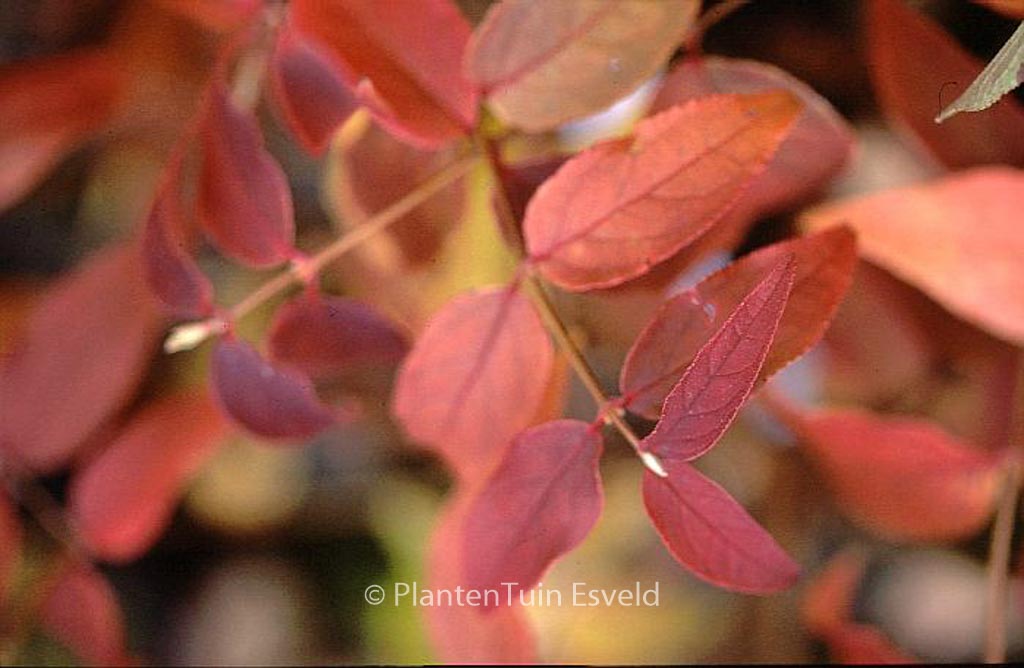 Deutzia crenata ‚Pride of Rochester‘