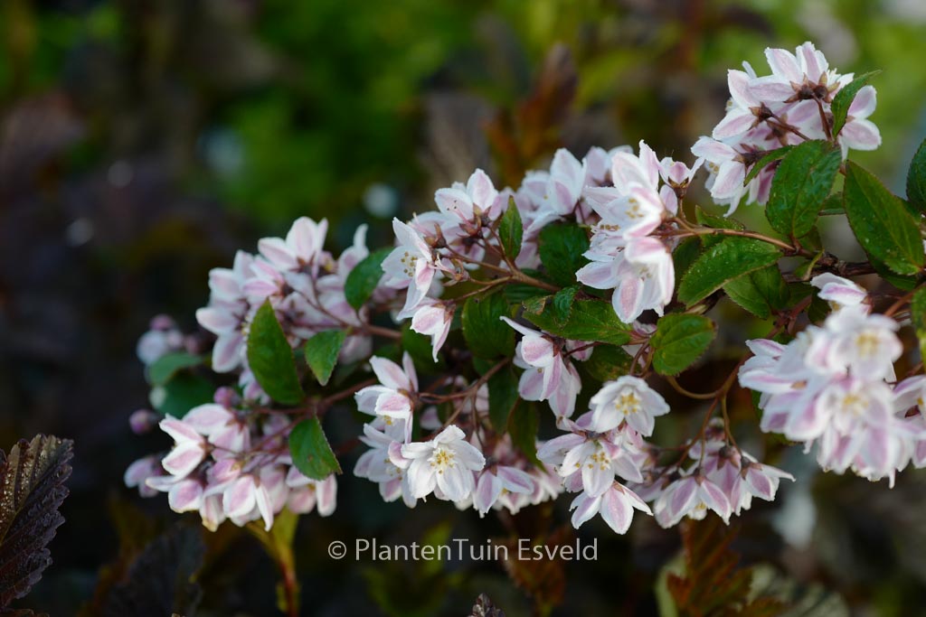 Deutzia elegantissima ‚Fasciculata‘