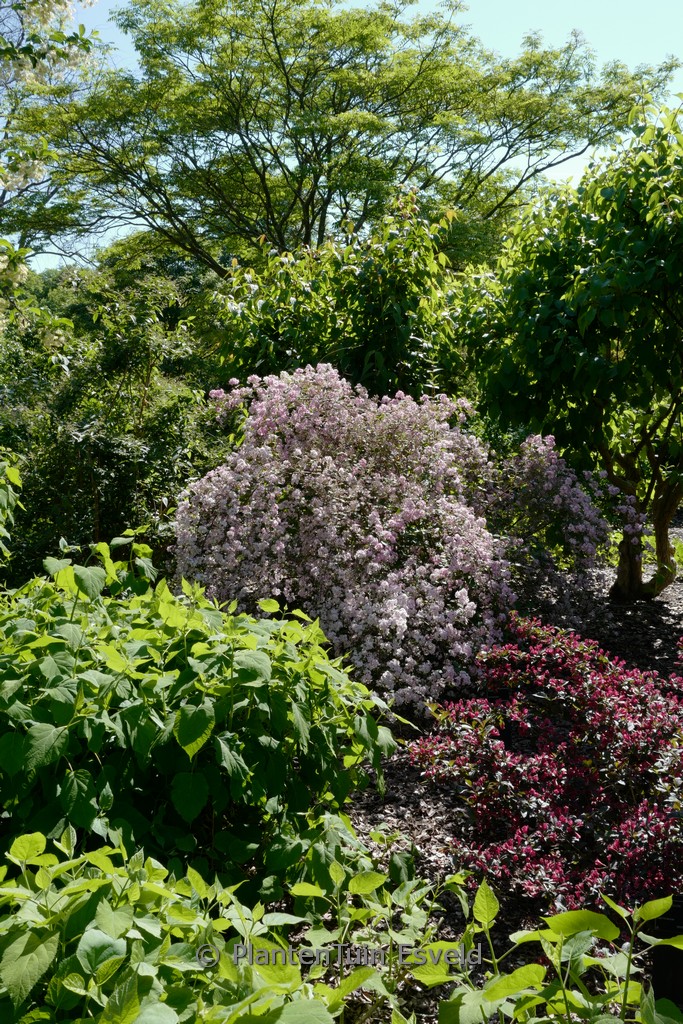 Deutzia elegantissima ‚Rosealind‘