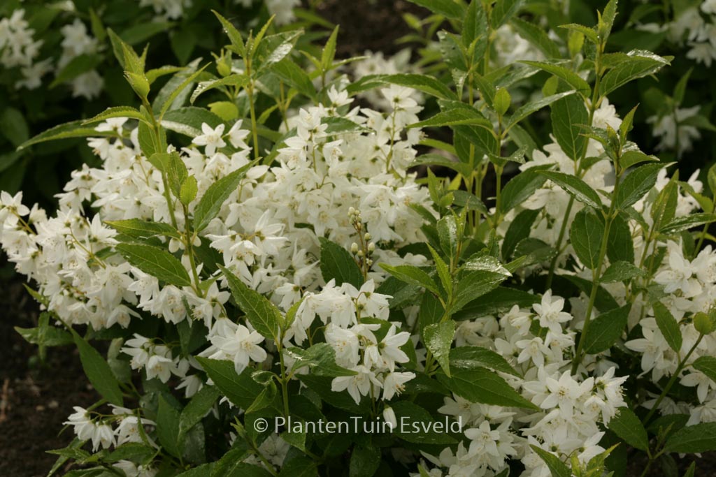 Deutzia gracilis