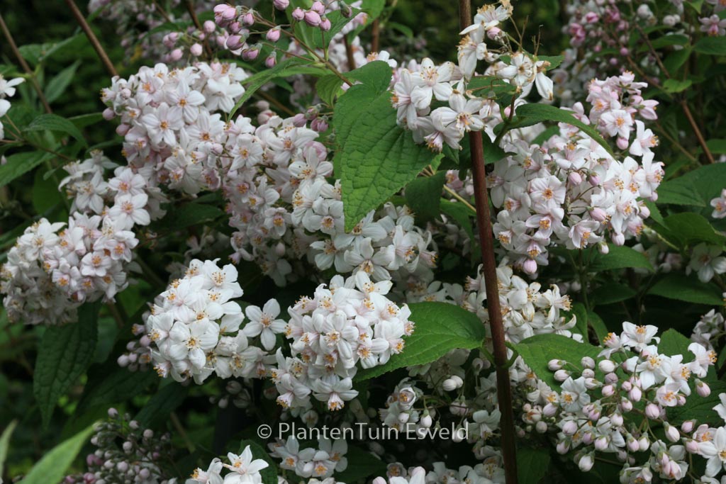 Deutzia hybrida ‚Mont Rose‘