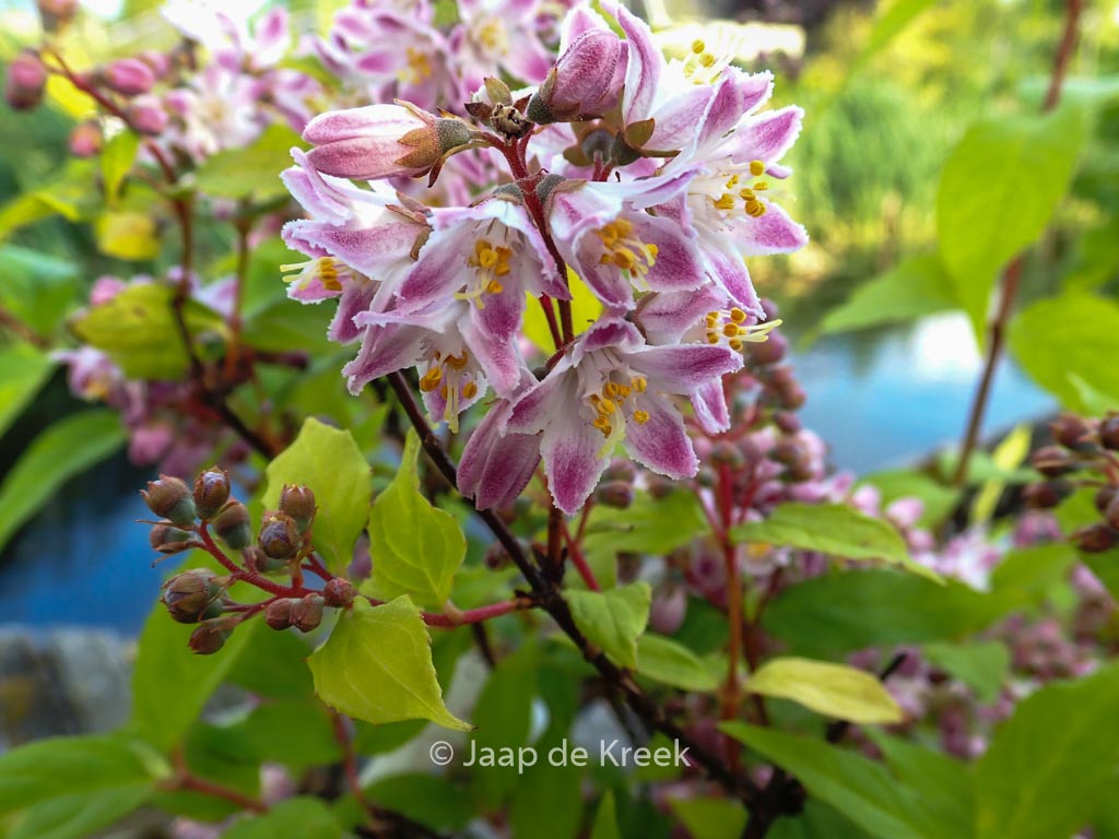 Deutzia hybrida ‚Raspberry Sundae‘
