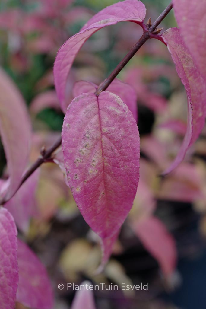 Deutzia hybrida ‚Tourbillon Rouge‘