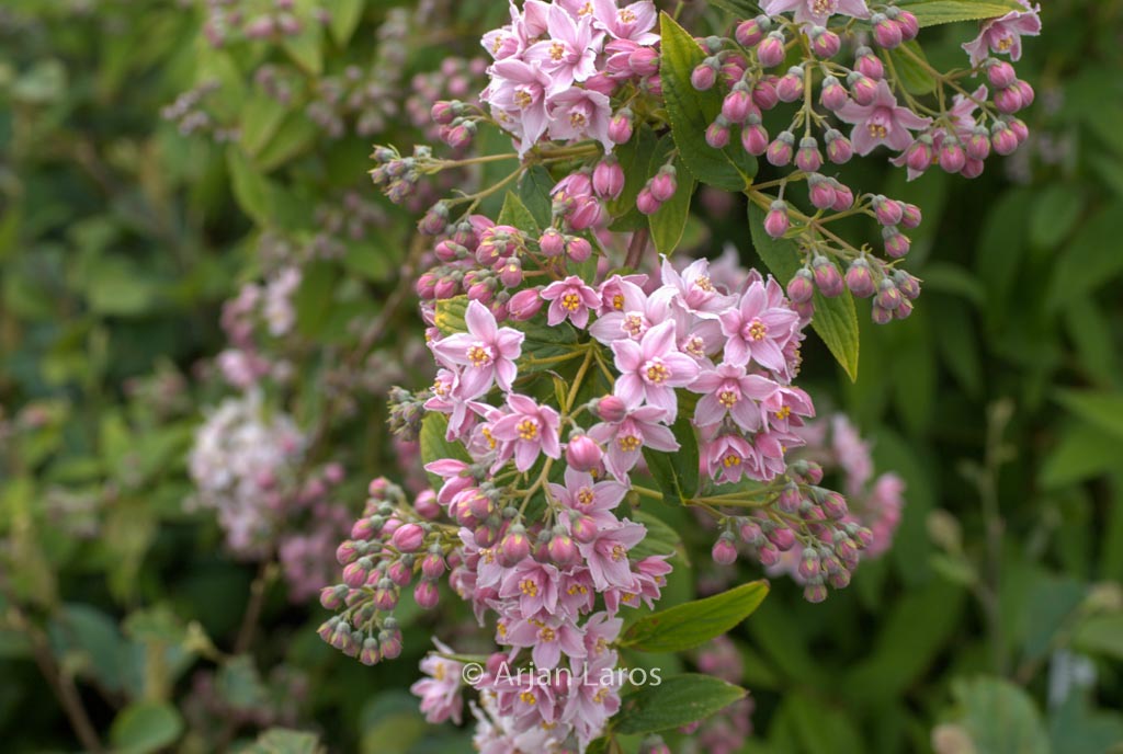 Deutzia longifolia ‚Veitchii‘