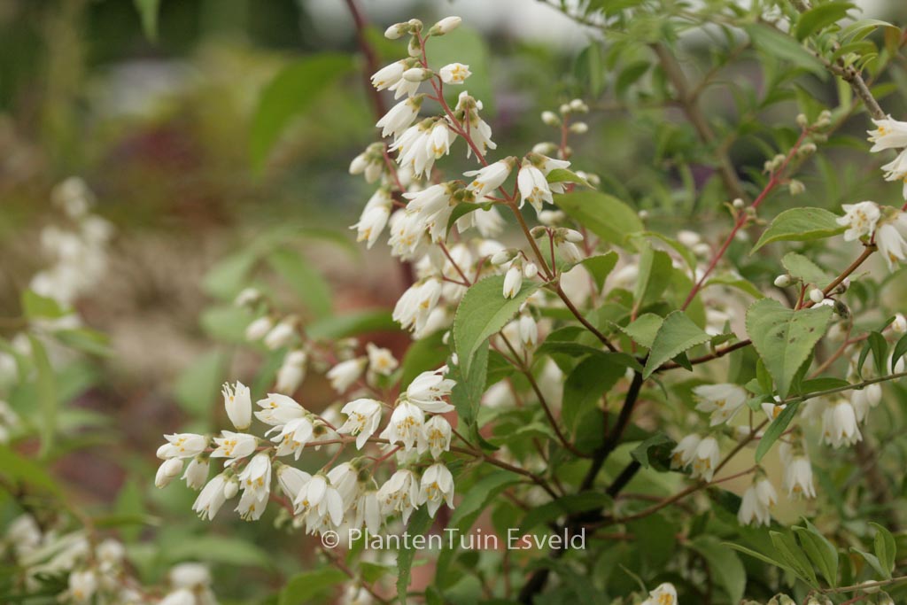 Deutzia ningpoensis