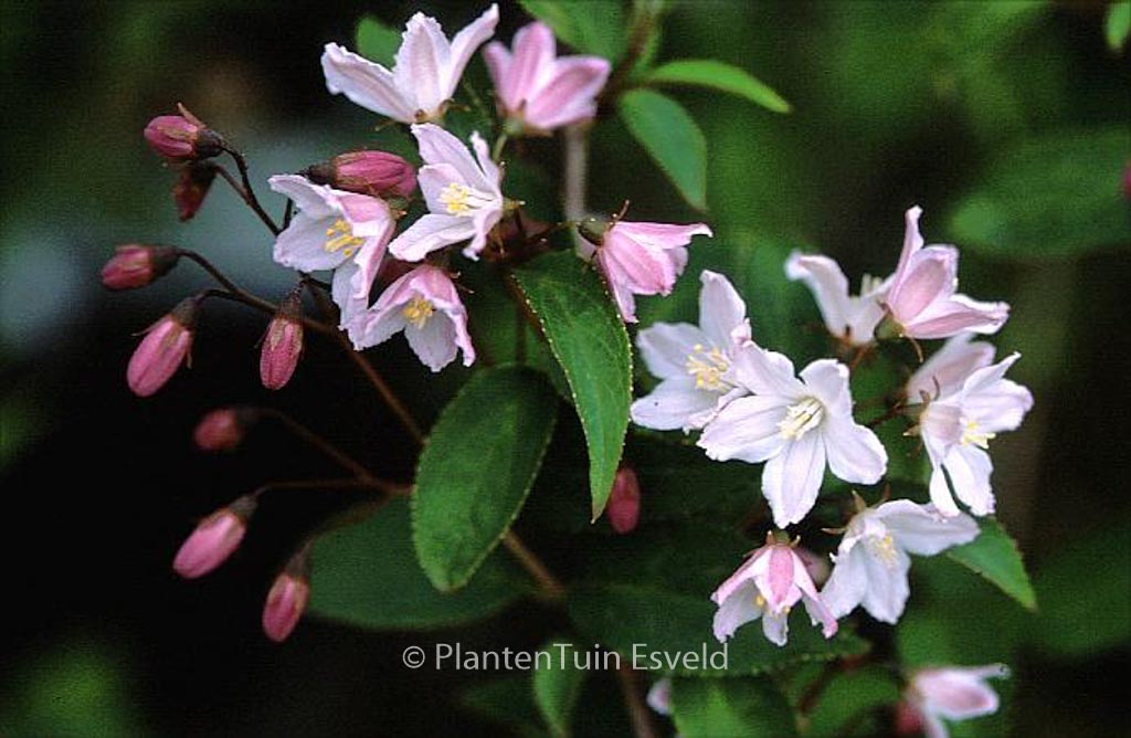 Deutzia purpurascens ‚Kalmiiflora‘