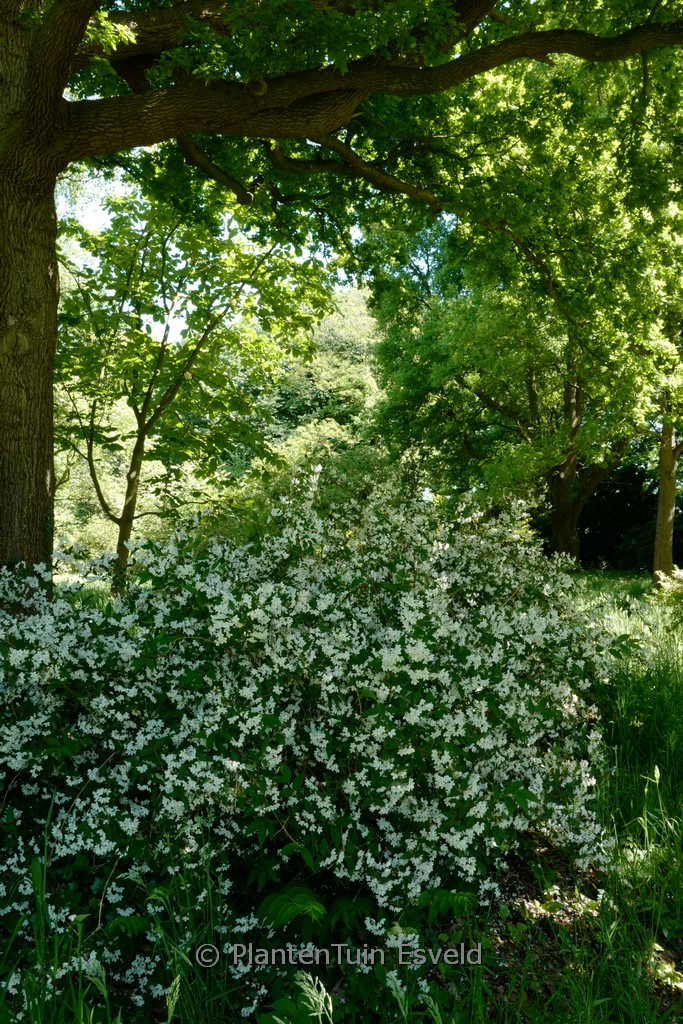 Deutzia rosea ‚Campanulata‘