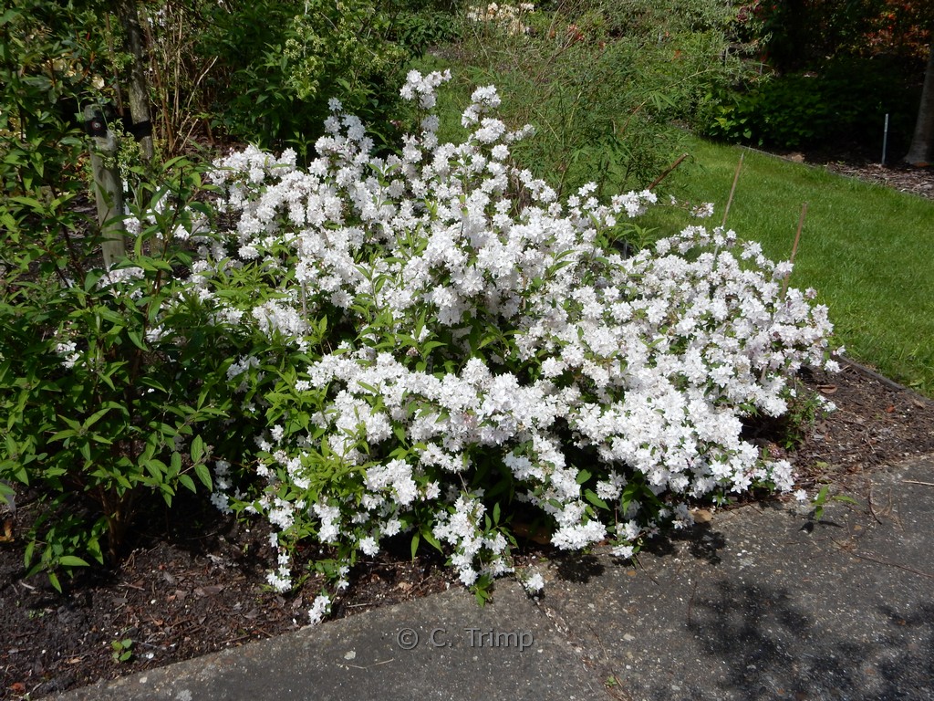 Deutzia rosea ‚Grandiflora‘