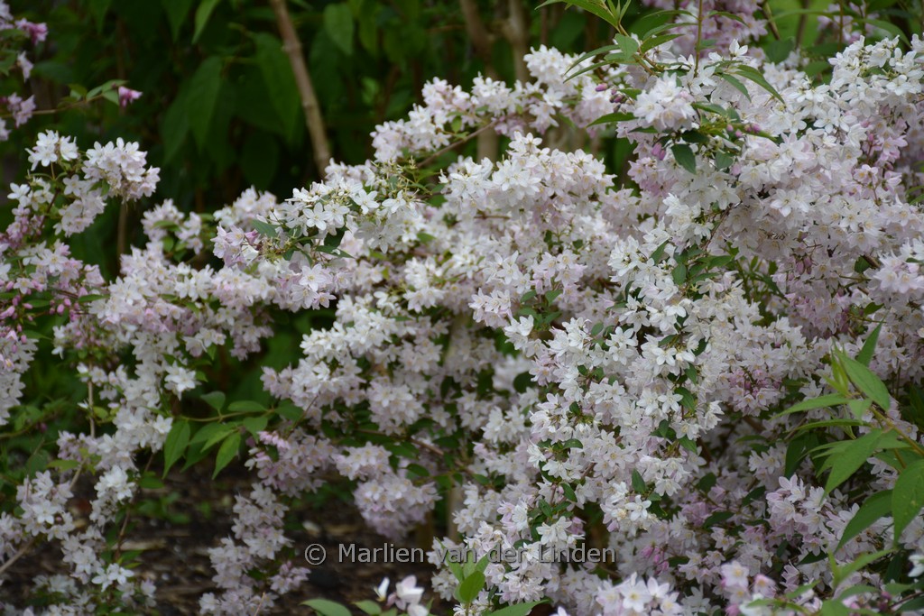 Deutzia rosea