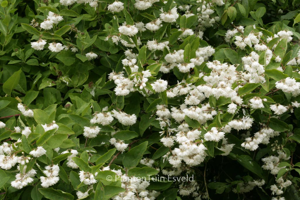 Deutzia scabra ‚Plena‘