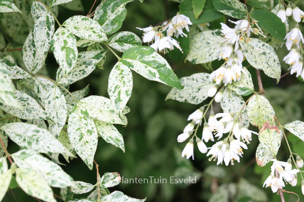 Deutzia scabra ‚Punctata‘