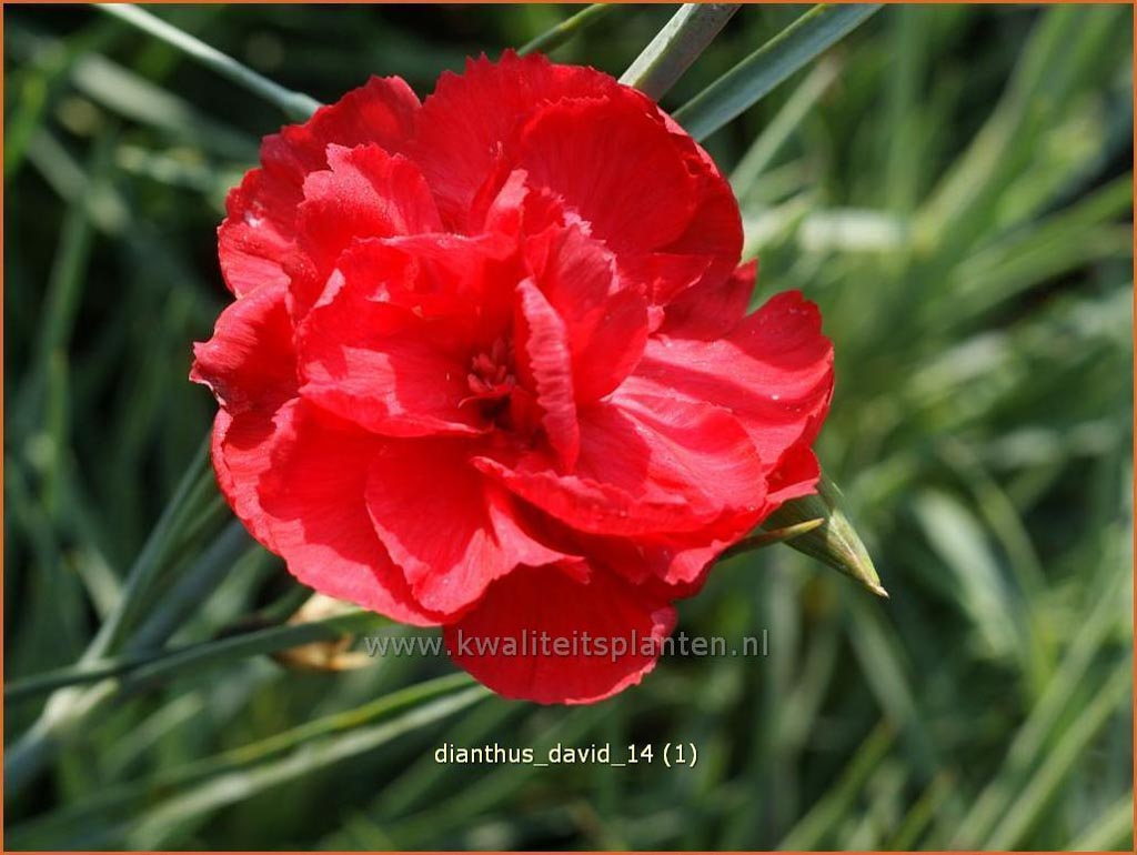 Dianthus ‚David‘