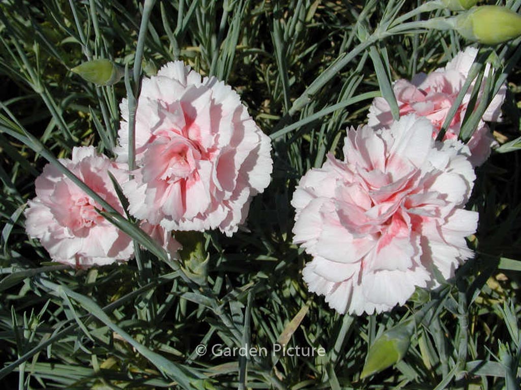 Dianthus ‚Doris‘