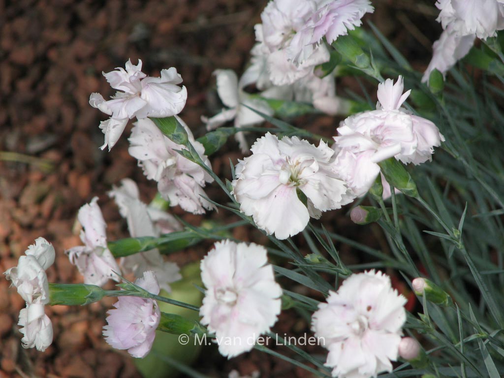 Dianthus ‚Haytor White‘