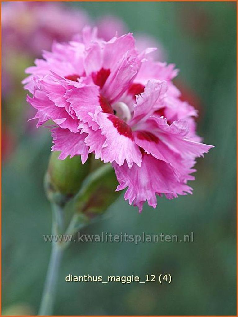 Dianthus ‚Maggie‘