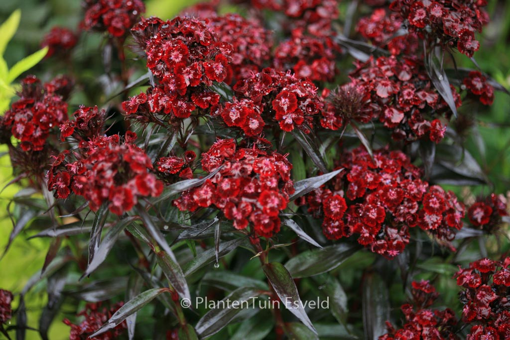 Dianthus barbatus ‚Nigrescens‘