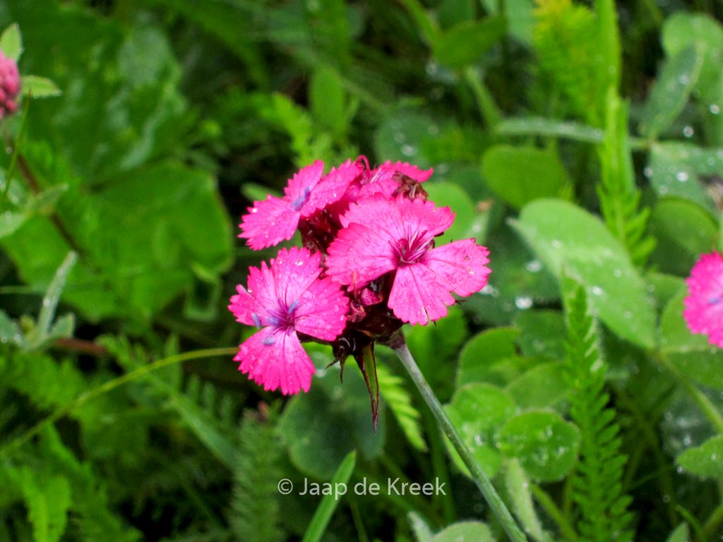 Dianthus carthusianorum