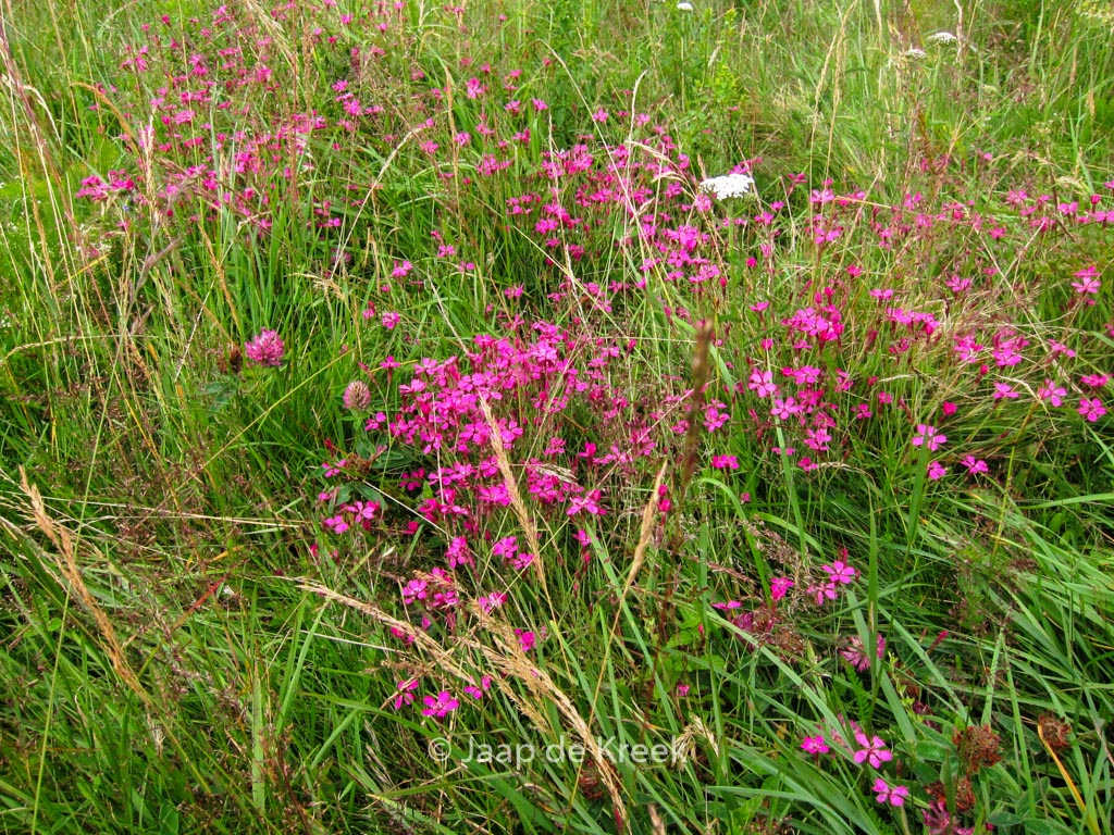 Dianthus deltoides