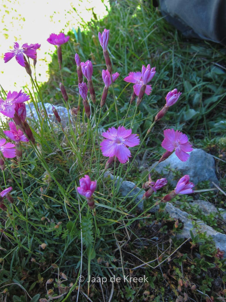 Dianthus gratianapolitanus