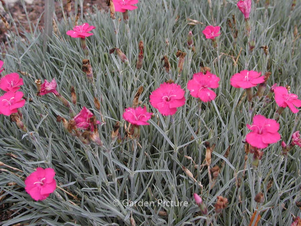 Dianthus gratianopolitanus ‚Badenia‘
