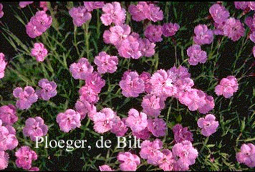 Dianthus gratianopolitanus ‚Eydangeri‘