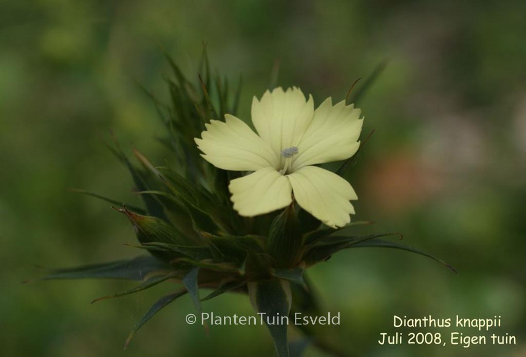 Dianthus knappii