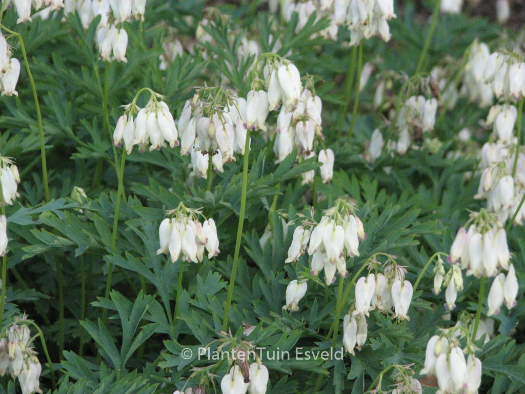 Dicentra formosa ‚Aurora‘