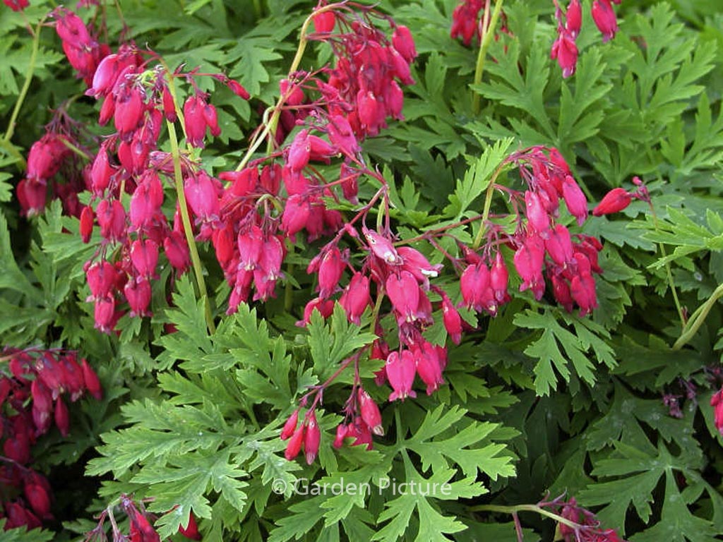 Dicentra formosa ‚Bacchanal‘