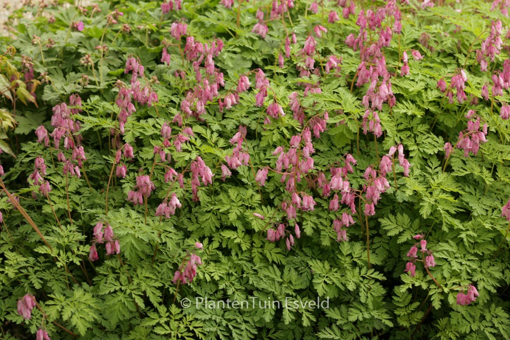 Dicentra formosa ‚Luxuriant‘