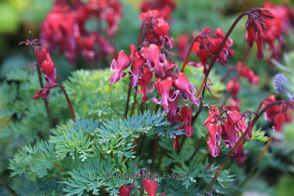 Dicentra formosa ‚Red Fountain‘