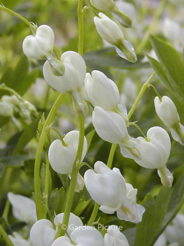Dicentra spectabilis ‚Alba‘