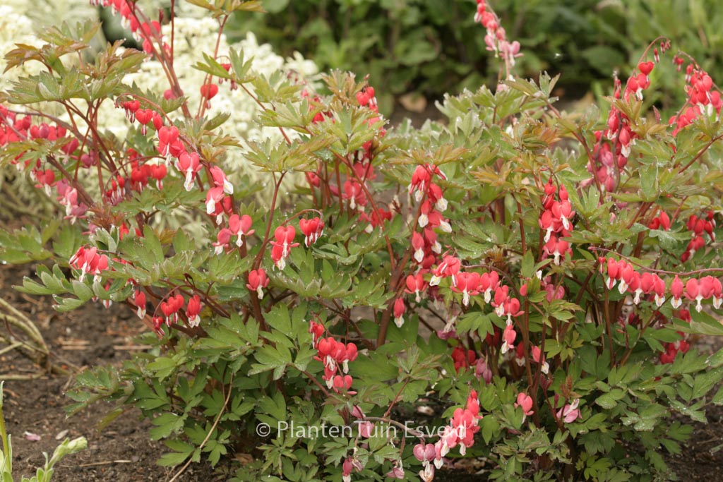 Dicentra spectabilis ‚Hordival‘ (VALENTINE)
