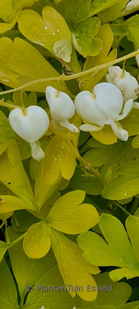 Dicentra spectabilis ‚White Gold‘
