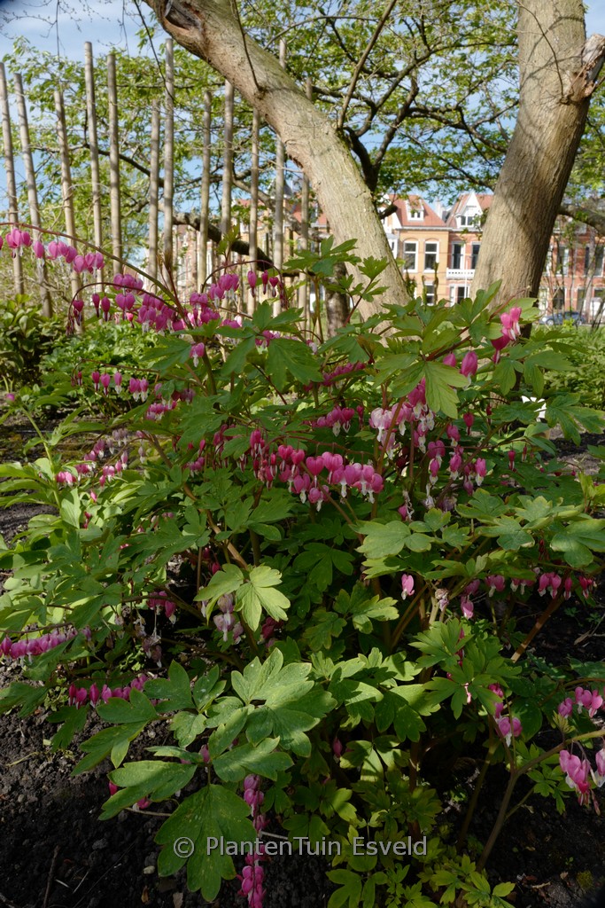 Dicentra spectabilis