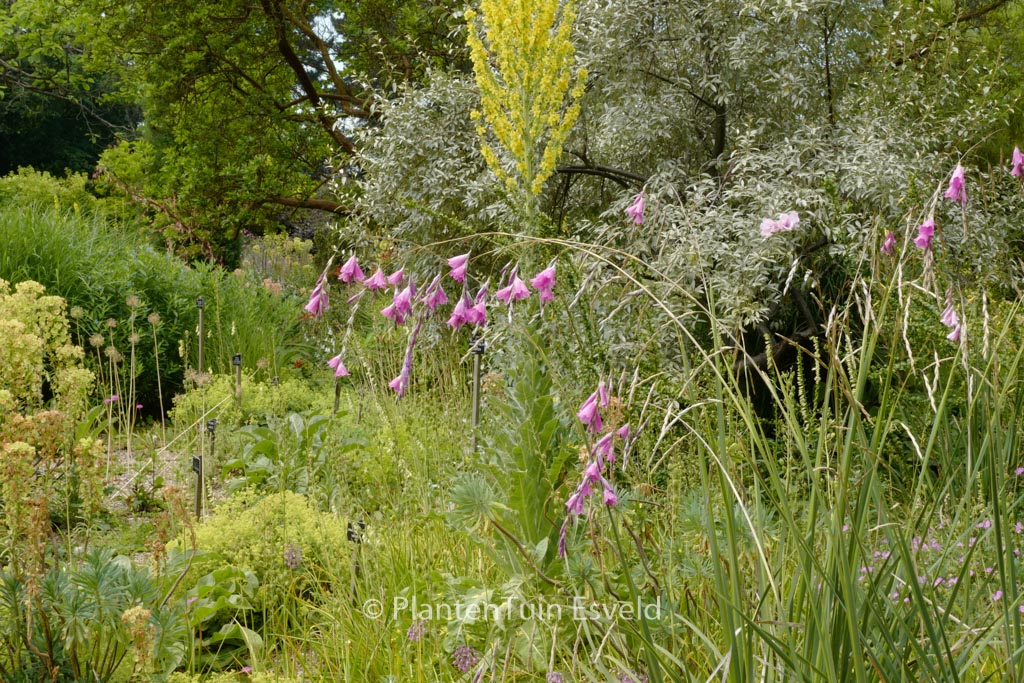 Dierama pulcherrimum