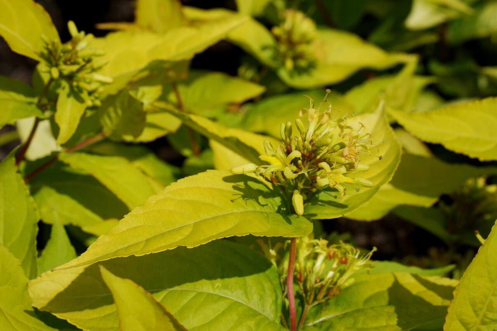 Diervilla rivularis ‚Diwibru01‘ (HONEYBEE)