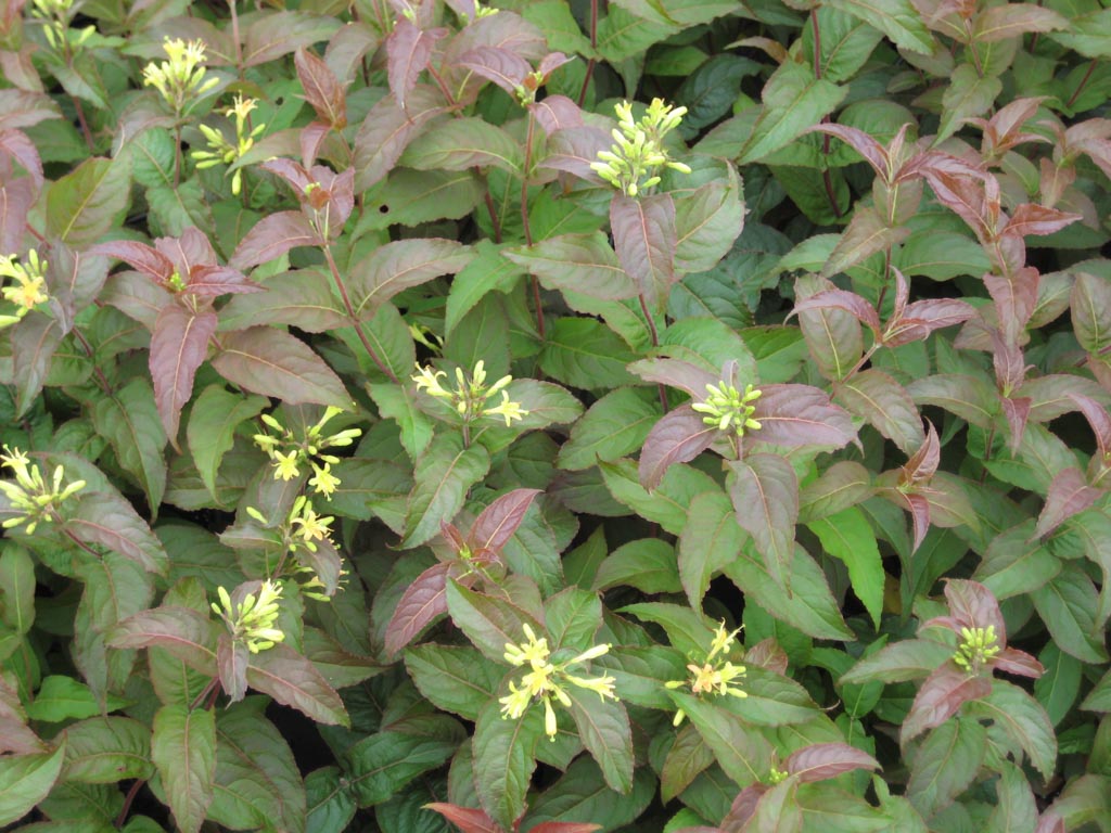 Diervilla rivularis ‚Troja Black‘