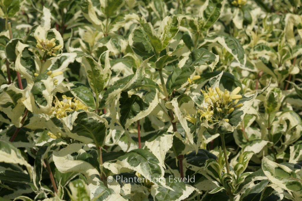 Diervilla sesselifolia ‚LPDC Podaras‘ (COOL SPLASH)