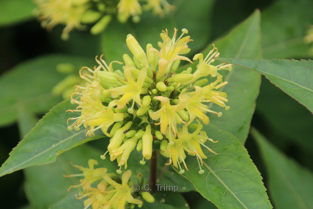 Diervilla sessilifolia ‚Butterfly‘