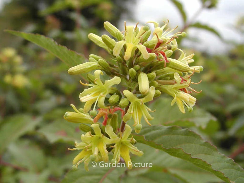 Diervilla sessilifolia ‚Dise‘