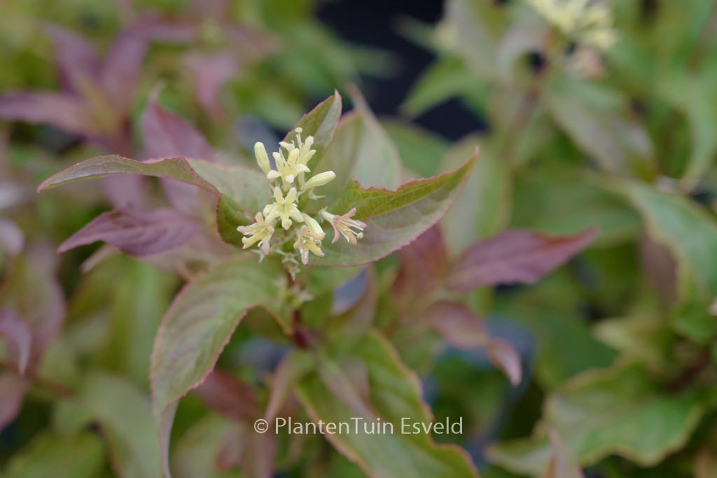 Diervilla splendens ‚G2X88544‘ (KODIAK ORANGE)