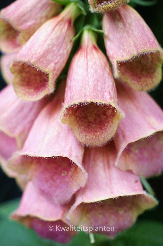 Digitalis ‚Mertonensis‘