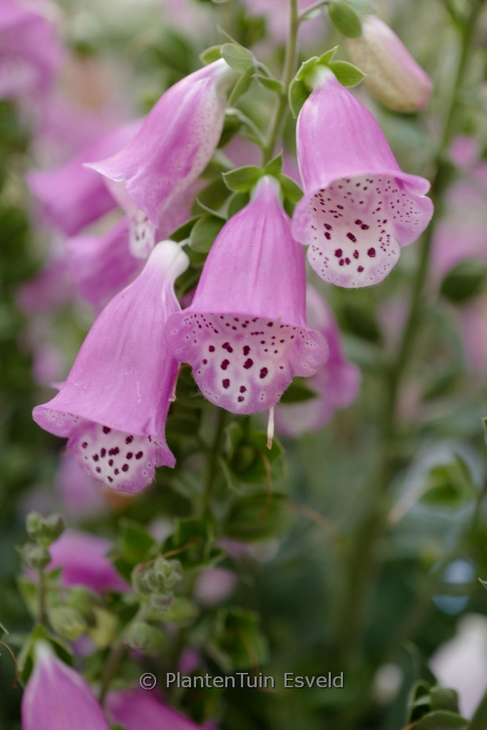 Digitalis ‚Pink Panther‘