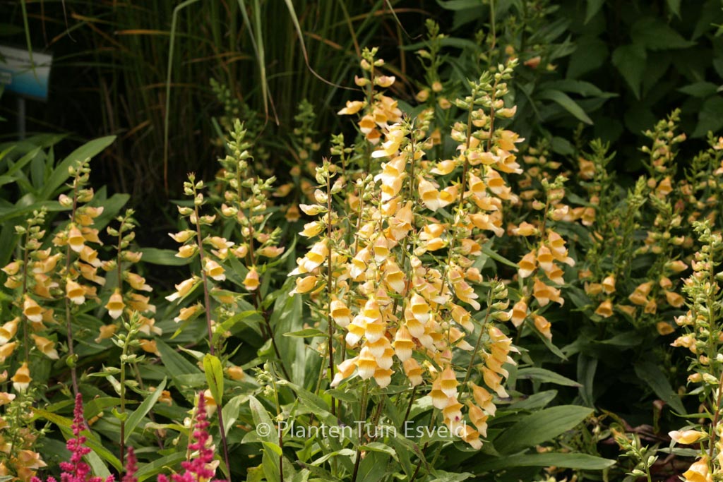 Digitalis ‚Spice Island‘
