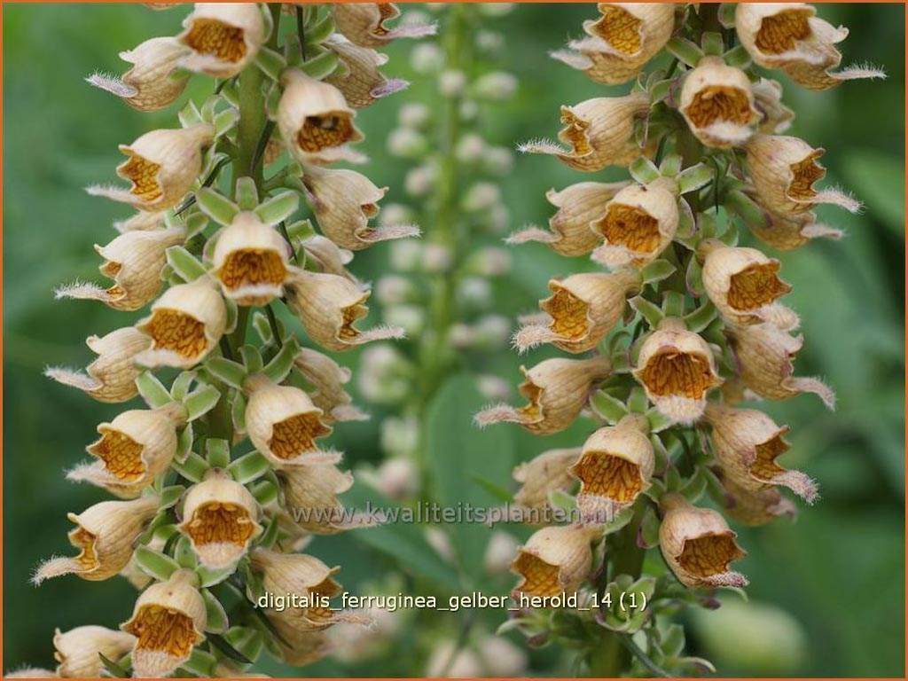 Digitalis ferruginea ‚Gelber Herold‘