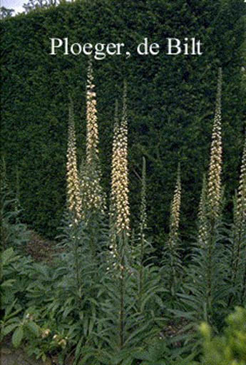 Digitalis ferruginea ‚Gigantea‘