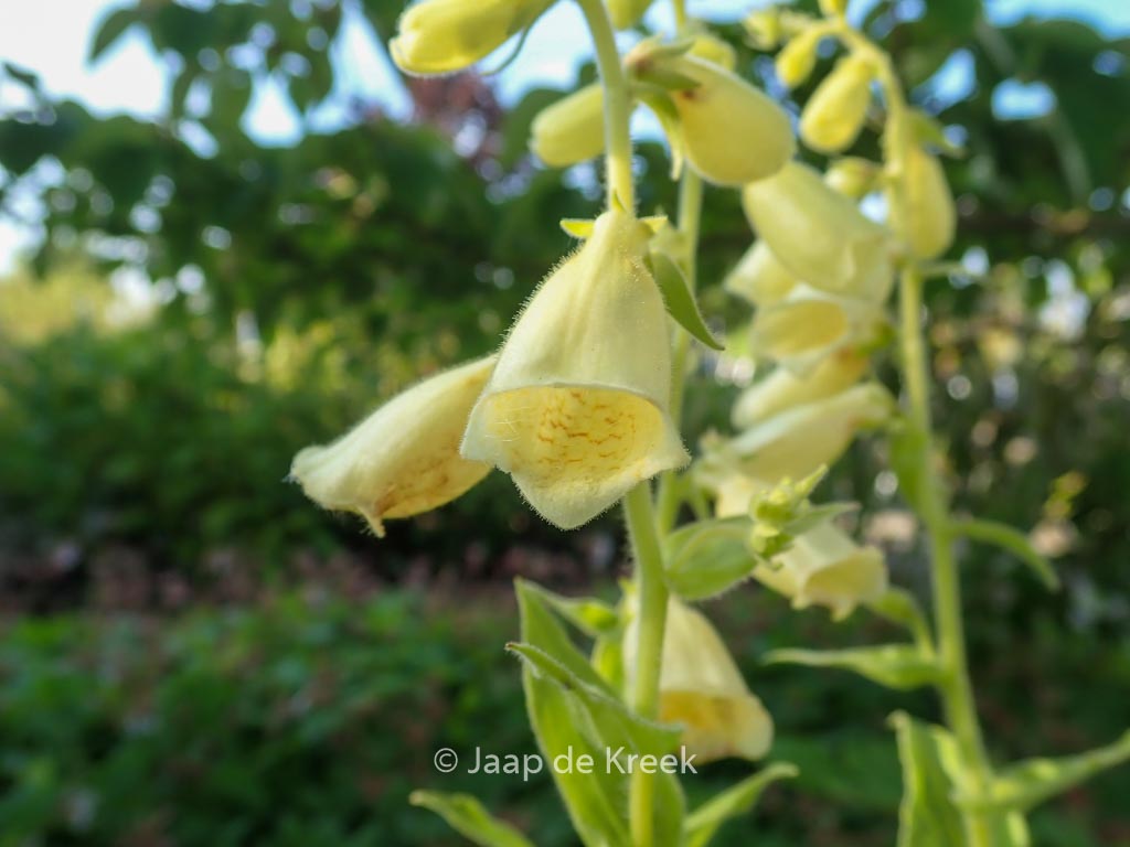 Digitalis grandiflora ‚Creme Bell‘