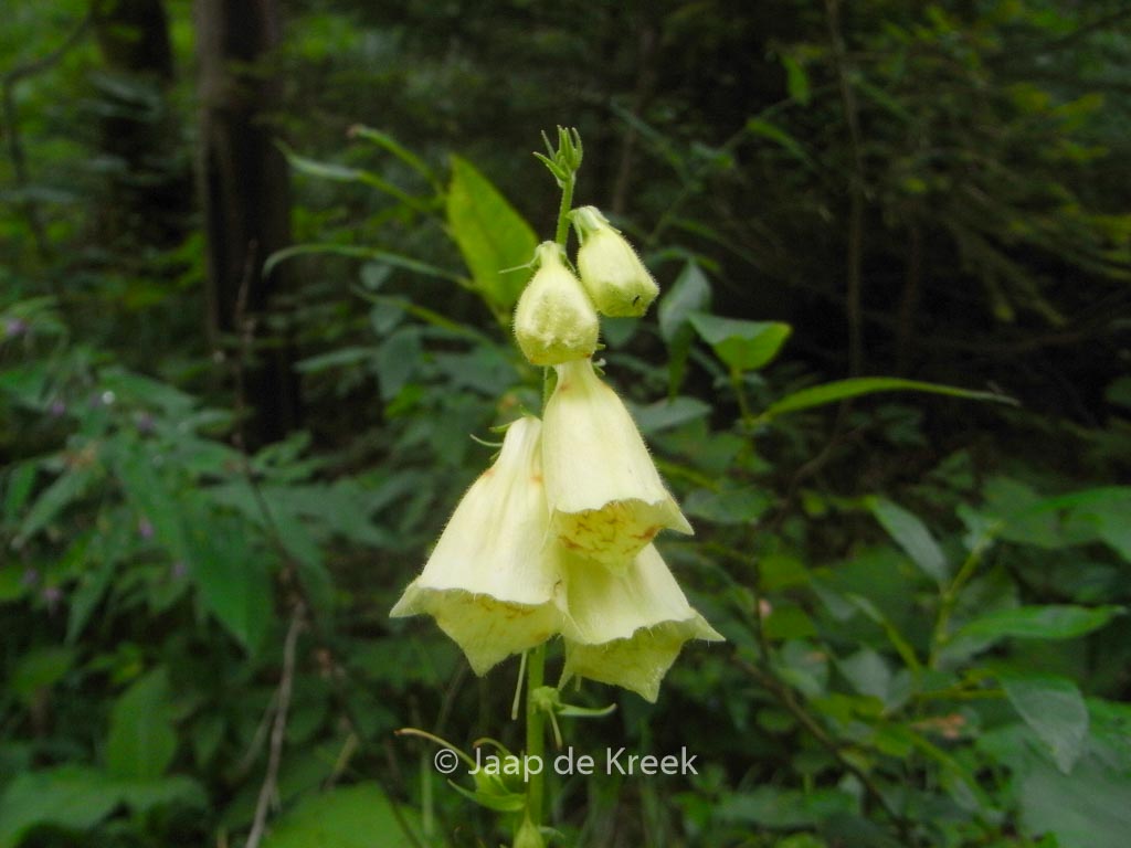 Digitalis lutea