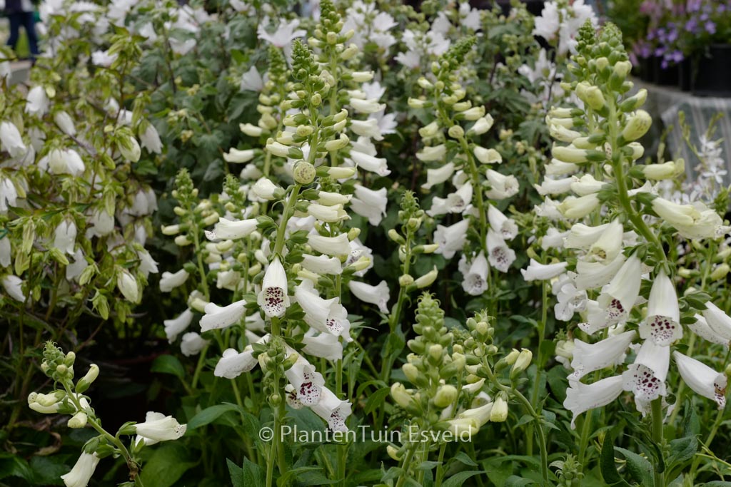 Digitalis purpurea ‚Alba‘