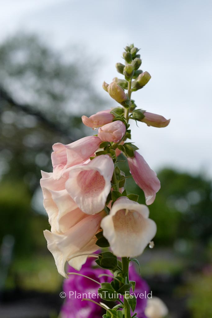 Digitalis purpurea ‚Dalmatian Peach‘